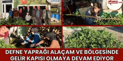 Defne Yaprağı Alaçam ve Bölgesinde  Gelir Kapısı Olmaya Devam Ediyor