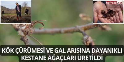 Kök Çürümesi ve Gal Arısına Dayanıklı Kestane Ağaçları Üretildi