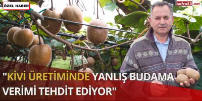Kivi Üretiminde Yanlış Budama Verimi Tehdit Ediyor