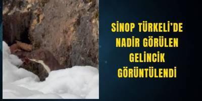 Sinop Türkeli’de Nadir Görülen Gelincik Görüntülendi