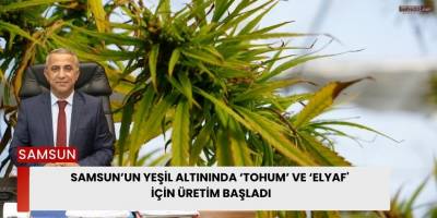 Samsun’un yeşil altınında ‘tohum’ ve ‘elyaf' için üretim başladı