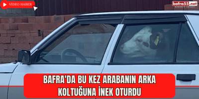 Bafra'da bu kez arabanın arka koltuğuna inek oturdu
