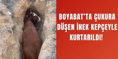 Boyabat’ta Çukura Düşen İnek Kepçeyle Kurtarıldı! 