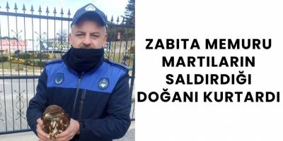 Zabıta Memuru Martıların Saldırdığı Doğanı Kurtardı