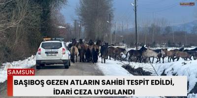 Başıboş Gezen Atların Sahibi Tespit Edildi, İdari Ceza Uygulandı