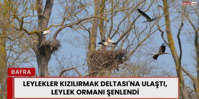 Leylekler Kızılırmak Deltası'na Ulaştı, Leylek Ormanı Şenlendi