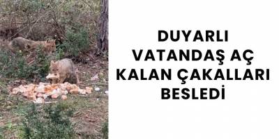 Duyarlı Vatandaş Aç Kalan Çakalları Besledi