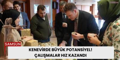 Kenevirde Büyük Potansiyel! Çalışmalar Hız Kazandı