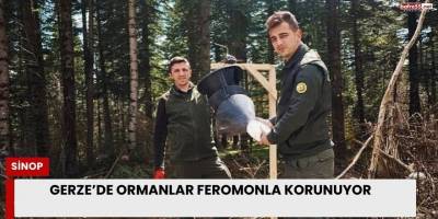 Gerze’de Ormanlar Feromonla Korunuyor