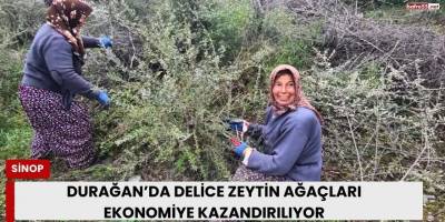 Durağan’da Delice Zeytin Ağaçları Ekonomiye Kazandırılıyor
