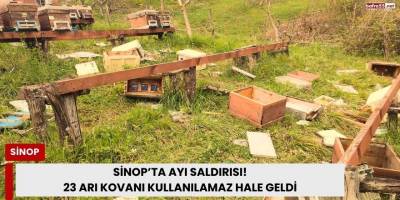 Sinop’ta Ayı Saldırısı: 23 Arı Kovanı Kullanılamaz Hale Geldi