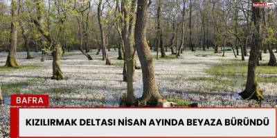 Nisan Güzelliği: Kızılırmak Deltası Su Papatyalarıyla Beyaza Büründü