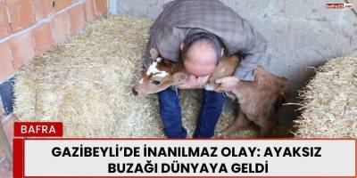 Gazibeyli’de İnanılmaz Olay  Ayaksız Buzağı Dünyaya Geldi
