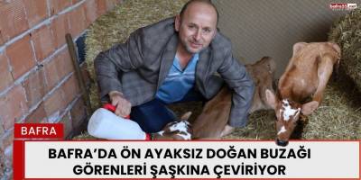 Bafra’da ön Ayaksız Doğan Buzağı Görenleri Şaşkına Çeviriyor