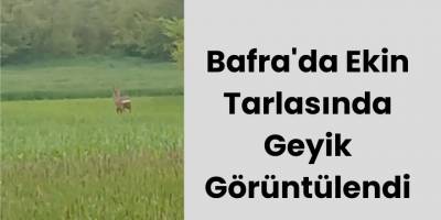 Bafra'da Ekin Tarlasında Geyik Görüntülendi