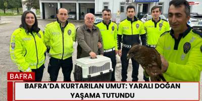 Bafra'da Kurtarılan Umut: Yaralı Doğan Yaşama Tutundu