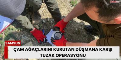 Çam Ağaçlarını Kurutan Düşmana Karşı Tuzak Operasyonu