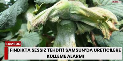 Fındıkta Sessiz Tehdit! Samsun’da Üreticilere Külleme Alarmı