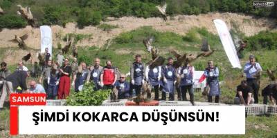 Şimdi Kokarca Düşünsün!