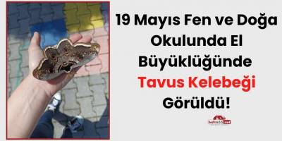 19 Mayıs Fen ve Doğa Okulunda El Büyüklüğünde Tavus Kelebeği Görüldü!