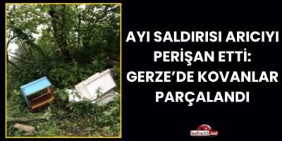 Ayı Saldırısı Arıcıyı Perişan Etti: Gerze’de Kovanlar Parçalandı