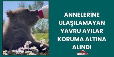 Annelerine Ulaşılamayan Yavru Ayılar Koruma Altına Alındı