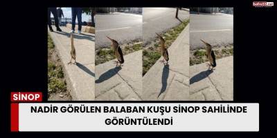 Nadir Görülen Balaban Kuşu Sinop Sahilinde Görüntülendi