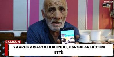 Yavru Kargaya Dokundu, Kargalar Hücum Etti!