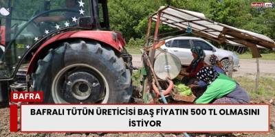 Bafralı Tütün Üreticisi Baş Fiyatın 500 TL Olmasını İstiyor