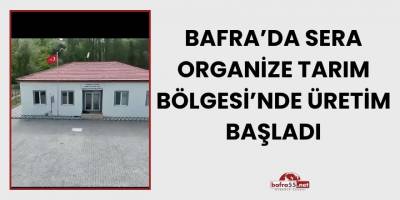Bafra’da Sera Organize Tarım Bölgesi’nde Üretim Başladı