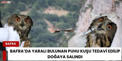 Bafra’da Yaralı Bulunan Puhu Kuşu Tedavi Edilip Doğaya Salındı