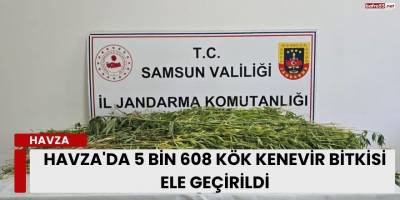 Havza'da 5 bin 608 kök kenevir bitkisi ele geçirildi