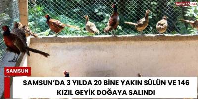 Samsun’da 3 Yılda 20 Bine Yakın Sülün ve 146 Kızıl Geyik Doğaya Salındı