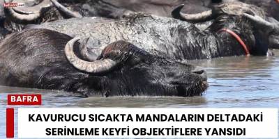 Kavurucu Sıcakta Mandaların Deltadaki Serinleme Keyfi Objektiflere Yansıdı