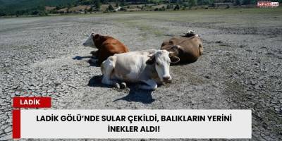Ladik Gölü’nde Sular Çekildi, Balıkların Yerini İnekler Aldı
