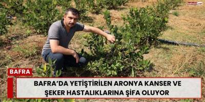 Bafra’da Yetiştirilen Aronya Kanser ve Şeker Hastalıklarına Şifa Oluyor