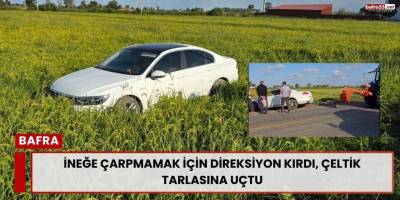 İneğe Çarpmamak İçin Direksiyon Kırdı, Çeltik Tarlasına Uçtu