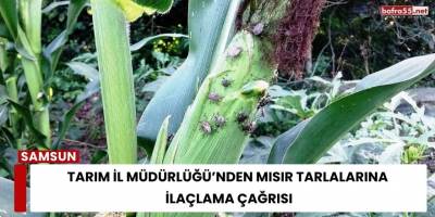 Tarım İl Müdürlüğü’nden Mısır Tarlalarına İlaçlama Çağrısı