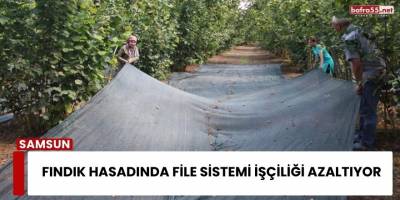 Fındık Hasadında File Sistemi İşçiliği Azaltıyor