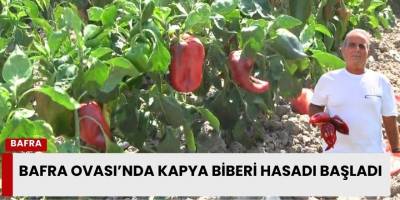 Bafra Ovası’nda Kapya Biberi Hasadı Başladı