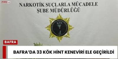 Bafra’da 33 kök Hint keneviri ele geçirildi