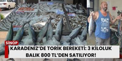 Karadeniz’de Torik Bereketi: 3 Kiloluk Balık 800 TL’den Satılıyor