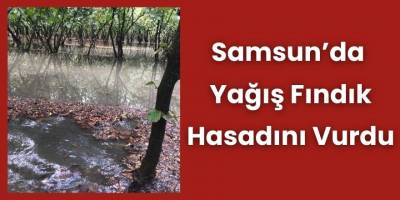 Samsun’da Yağış Fındık Hasadını Vurdu