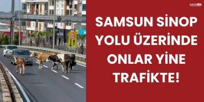 Samsun Sinop Yolu Üzerinde Onlar Yine Trafikte!
