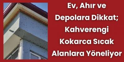 Ev, Ahır ve Depolara Dikkat; Kahverengi Kokarca Sıcak Alanlara Yöneliyor