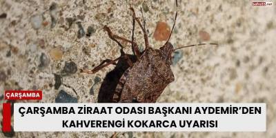 Çarşamba Ziraat Odası Başkanı Aydemir’den Kahverengi Kokarca Uyarısı