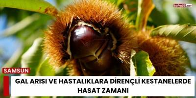 Gal Arısı Ve Hastalıklara Dirençli Kestanelerde Hasat Zamanı