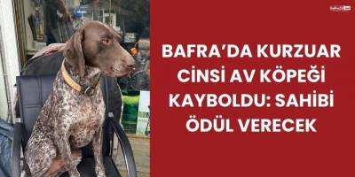 Bafra’da Kurzuar Cinsi Av Köpeği Kayboldu: Sahibi Ödül Verecek