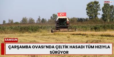 Çarşamba Ovası’nda Çeltik Hasadı Tüm Hızıyla Sürüyor