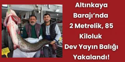 Altınkaya Barajı’nda 2 Metrelik, 85 Kiloluk Dev Yayın Balığı Yakalandı!